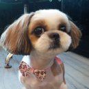 멋내는 애견 이미지