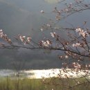 녹차향기 이미지