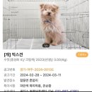형제동물병원부설수정소 | 위더스 동물 보호센터 강아지 입양 후기🌸(크림이 근황추가)