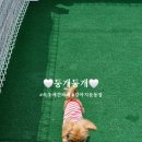 둥개둥개 | 속초 애견동반카페 둥개둥개 솔직후기
