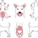 분당 피엘 동물피부클리닉 이미지