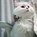 궁팡후기3탄과 잡담과 일기