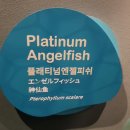 플래티넘피시 이미지