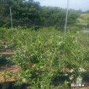 철만농장 이미지