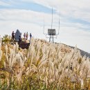 광천정기시장 이미지