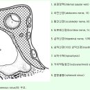 cavernous sinus.jpg 이미지