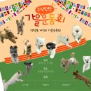 댕댕존 이미지