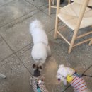 멍푸치노 이미지