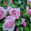 향기농장 이미지