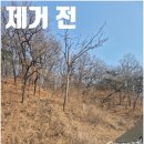 불광2-029 | 은평구 나무벌목 업체 높은나무 제거