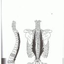 제 12흉추와 요추 3번 알아 보기 이미지