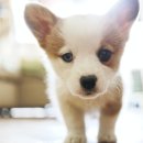 러브썸퍼피 이미지