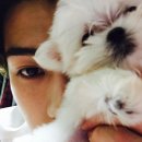 강아지세상 이미지