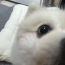 사계절, 멍 | [홈즈리빙 X 뭉연구소] 강아지 고양이 사계절 반반토퍼 (솔직후기다멍) 🐾