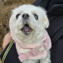 여수 슈가몽 이미지