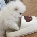 MY DOG(마이도그) 이미지