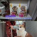 강아지 다이어트 사료 추천 기호성좋은 소형견 요크셔사료 힐스 스몰앤미니 급여 후기