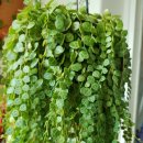 페페로미아 이미지