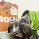부산애견호텔 강아지 유치원 맘바이 서면본점 네이버블로그