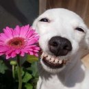 잡식