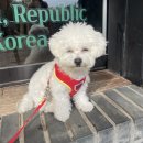 빛고을애견 | [광주 이장동 소죽림] 숲 속에서 힐링 가득한 광주 남구 애견 동반 밤프렌치토스트 맛집