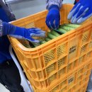 상주스마트팜 혁신밸리(1층-2) | 상주 농업기술센터 : 스마트팜 혁신밸리 실증 포장 5일차 (12/29)