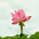 대명주 네이버블로그