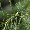 금어로1 이미지