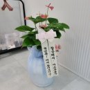 [룩앳독] 김해율하 반려견미용실 오픈을 축하드립니다. ♥