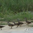 청둥오리 이미지