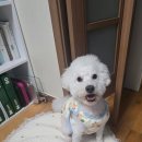 새이름 이미지