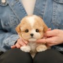 중앙대로 1064(새항운병원 앞) | 김해강아지무료분양 걱정없었던 미유펫의 과정