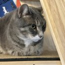 후미후미 이미지