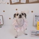 알콩달콩 애견미용실 이미지