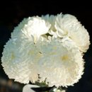 모리폴리 이미지