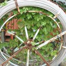 팔봉청삼골 돌배마을 이미지