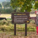 제10회 은행마을 단풍 축제 | 보령 청라은행마을의 황금빛으로 물든 은행나무