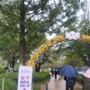 꽃즐겨찾기 | [자라섬 몰아보기] 자라섬 꽃페스타 방문 후기 🌸 비 오는 날에도 컬러풀하게 즐긴 하루 가평 명소