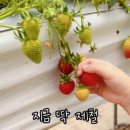 영일농장 이미지