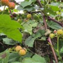 지석농장 이미지