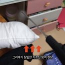 돈벌레 그리마 원인과 퇴치 방법의 모든 것