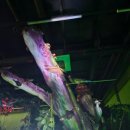 여주곤충박물관 이미지