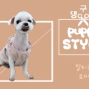 댕구르강아지유치원 이미지