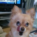 낼름 낼름 이미지