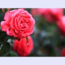 곡성-021 티스토리