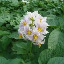 꽃이필무렵 이미지