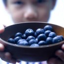 블루베리 이미지