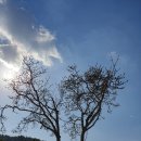 진도개 53카페 이미지