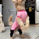 펫키퍼 | 강아지 슬개골 예방 멍냥키퍼 강아지 수트 반려견 보호복 추천