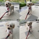 신시로-7 이미지